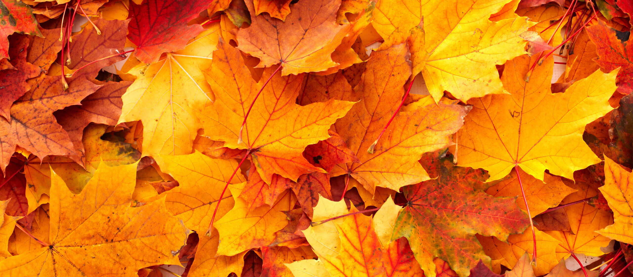 Autumn Term 2025